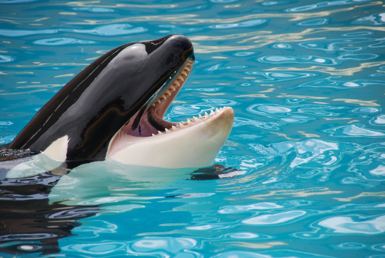 Clearwater Marine Aquarium  