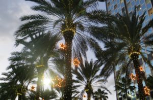 Christmas Palm Trees at Hotel Cabana Clearwater